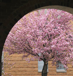  Pink Tree