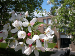  Flowers outside dormitory